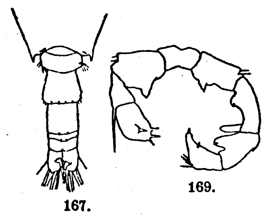 Espèce Acartia (Acartia) danae - Planche 11 de figures morphologiques