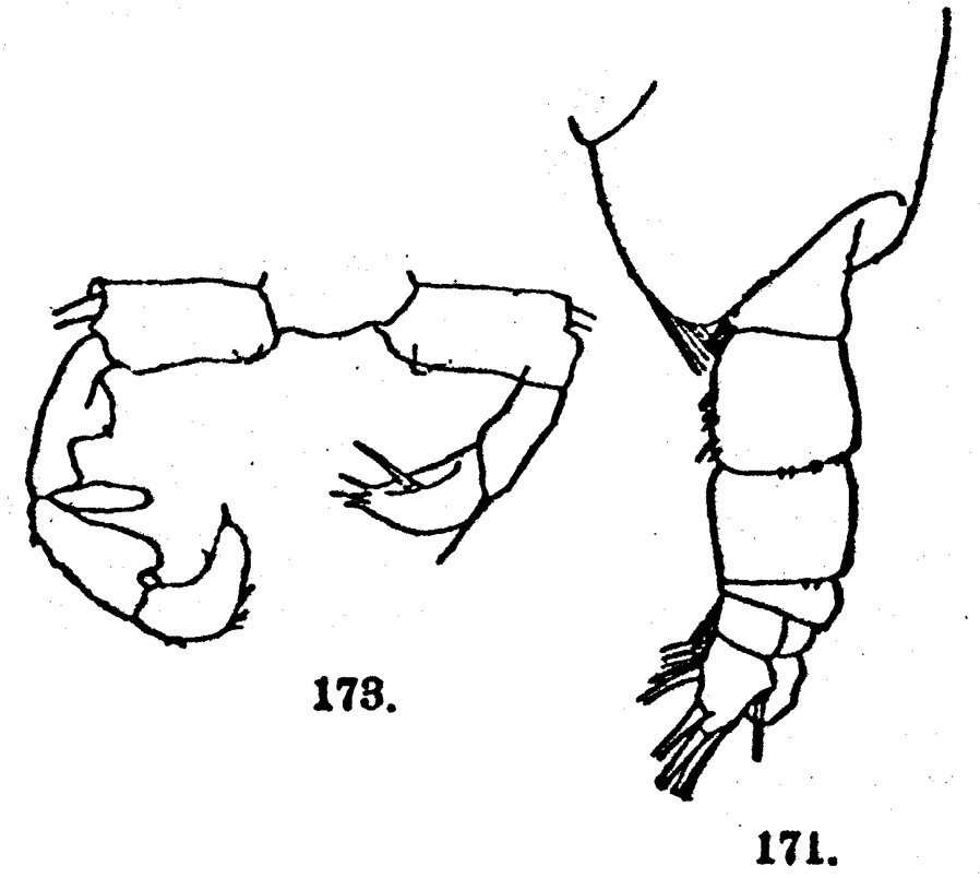 Espèce Acartia (Acartia) negligens - Planche 16 de figures morphologiques