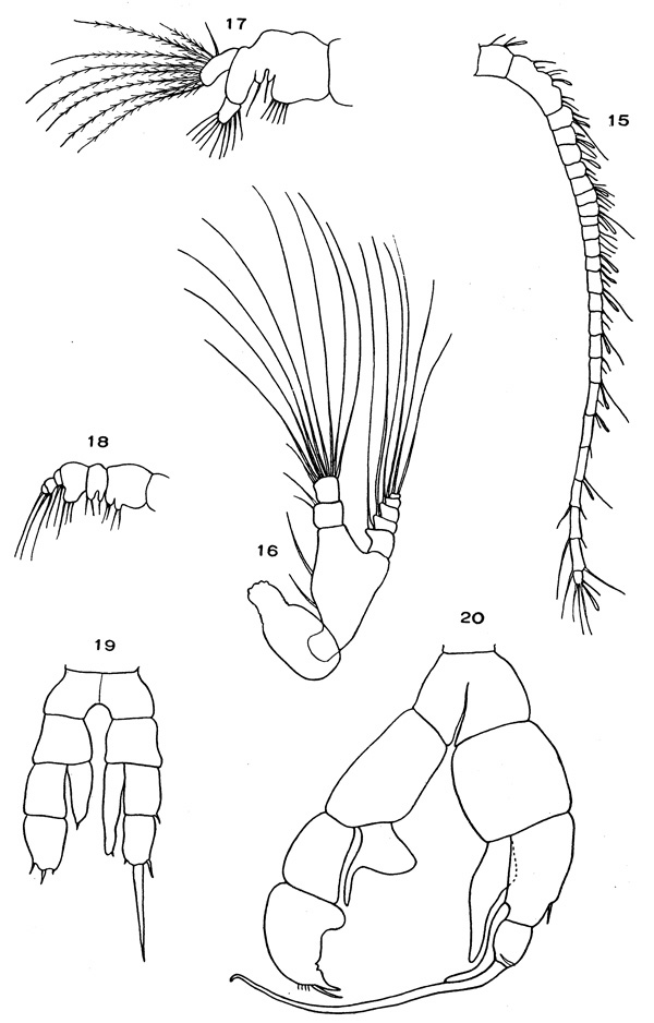 Espèce Senecella calanoides - Planche 3 de figures morphologiques