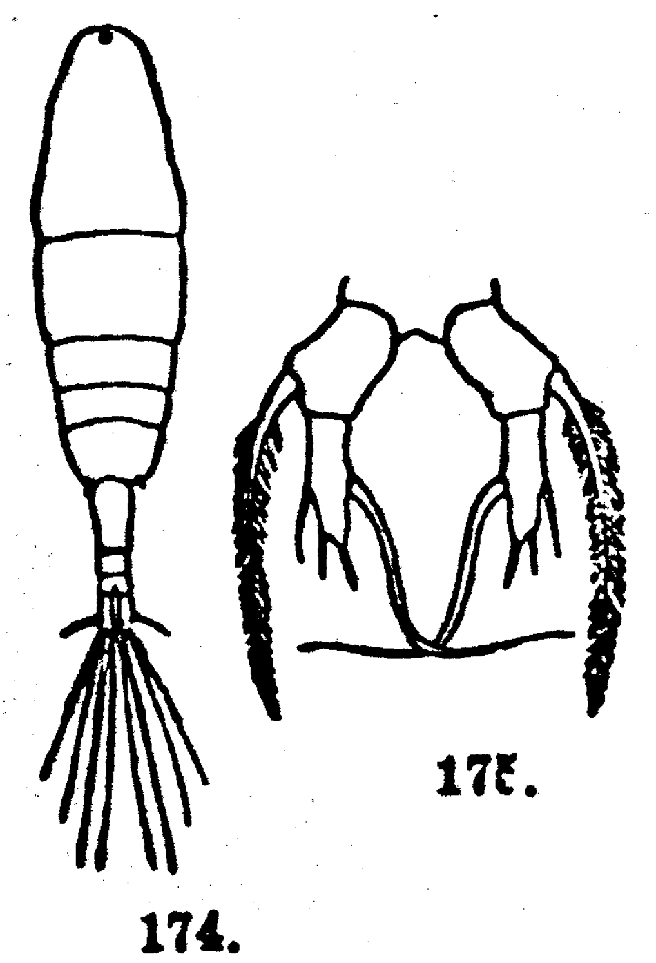 Espèce Acartia (Acartia) forcipata - Planche 1 de figures morphologiques