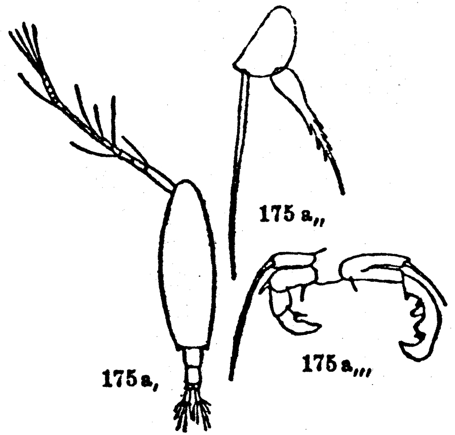 Espèce Acartia (Acartia) nana - Planche 1 de figures morphologiques