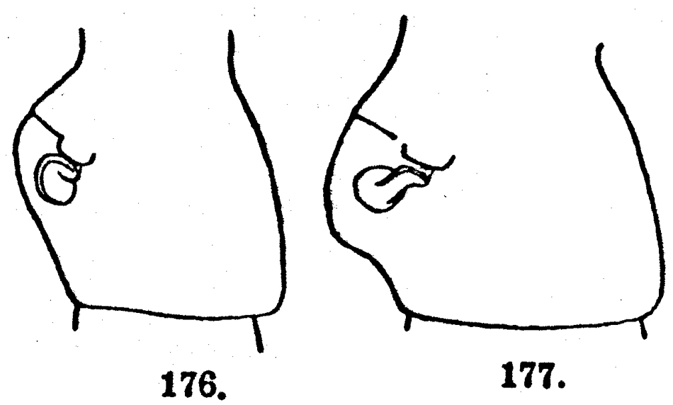 Espce Acartia (Acartiura) clausi - Planche 33 de figures morphologiques
