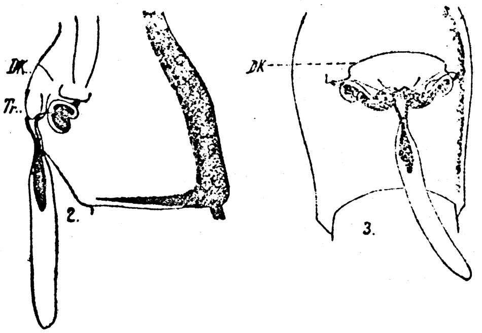 Species Acartia (Acartiura) clausi - Plate 34 of morphological figures