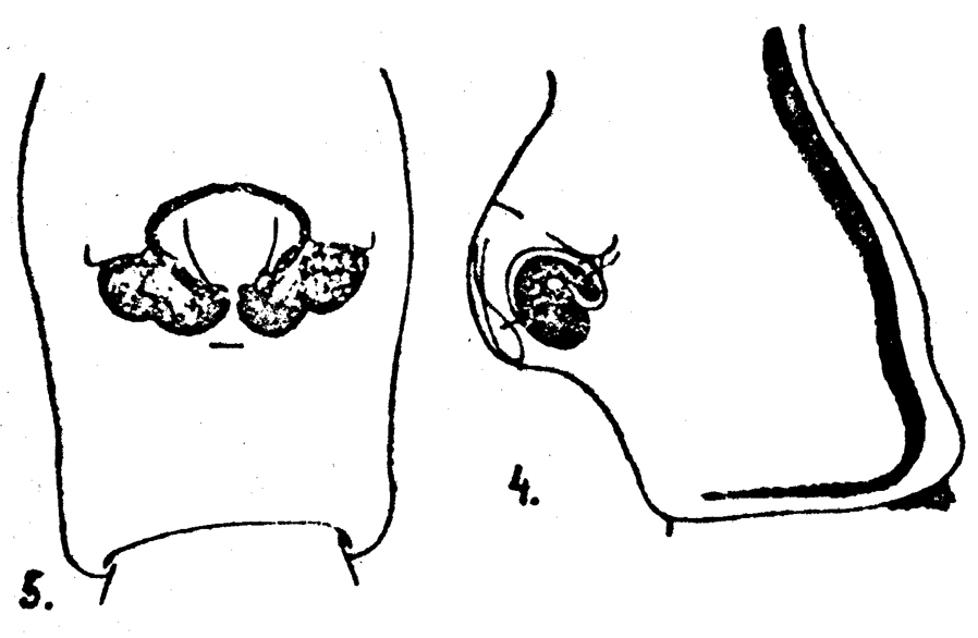 Espèce Acartia (Acartiura) longiremis - Planche 9 de figures morphologiques