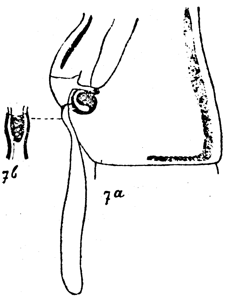 Espèce Acartia (Acanthacartia) spinata - Planche 5 de figures morphologiques
