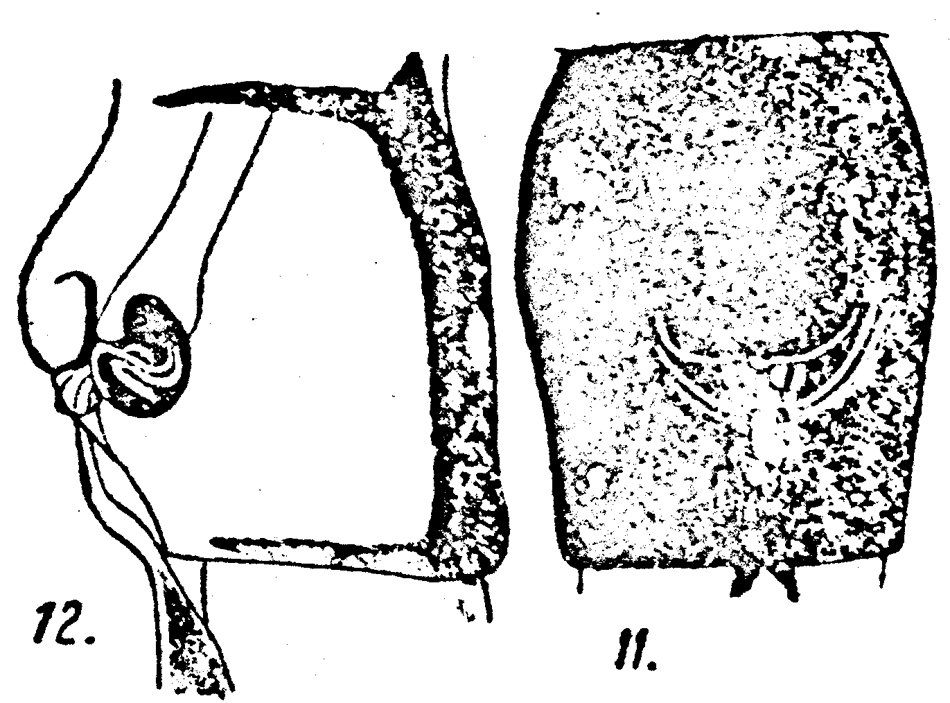 Espèce Acartia (Acanthacartia) bifilosa - Planche 8 de figures morphologiques