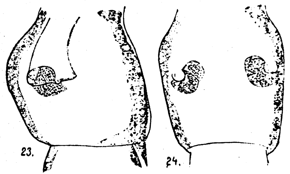 Espce Acartia (Odontacartia) erythraea - Planche 8 de figures morphologiques