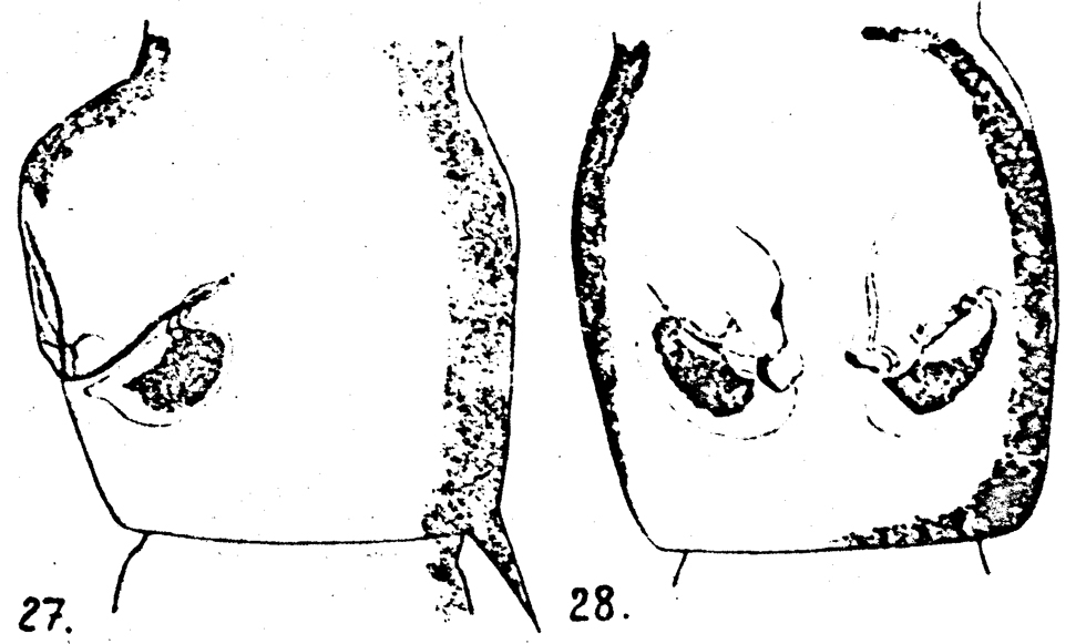 Espce Acartia (Odontacartia) bispinosa - Planche 5 de figures morphologiques