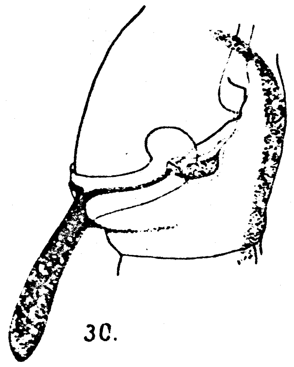 Espèce Acartia (Acartia) danae - Planche 10 de figures morphologiques