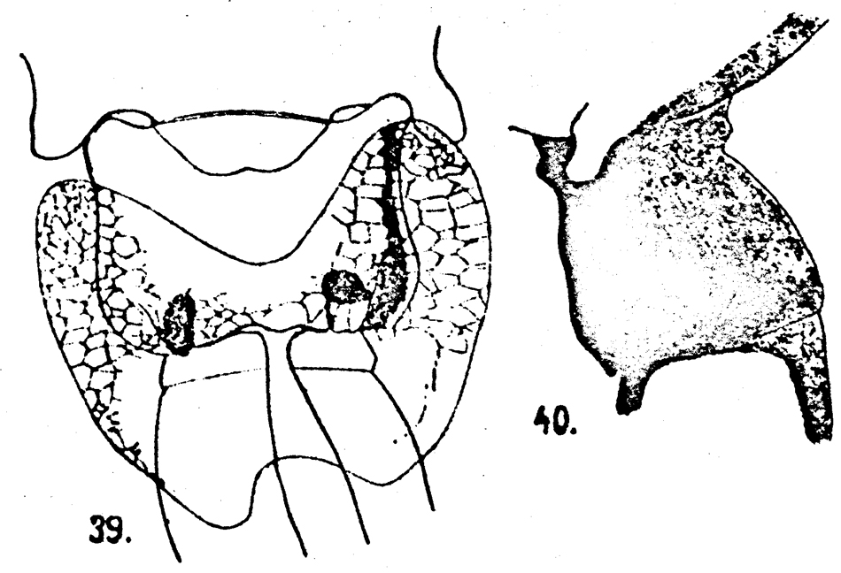 Espèce Paracartia latisetosa - Planche 8 de figures morphologiques