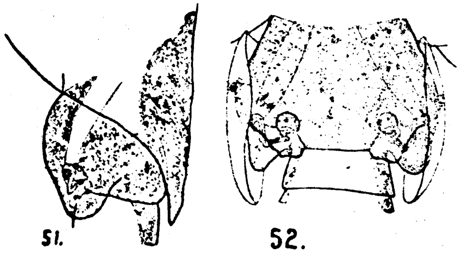 Species Paracartia africana - Plate 4 of morphological figures