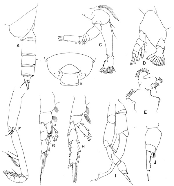 Espce Gaetanus secundus - Planche 2 de figures morphologiques