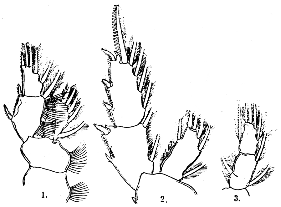 Species Valdiviella oligarthra - Plate 6 of morphological figures