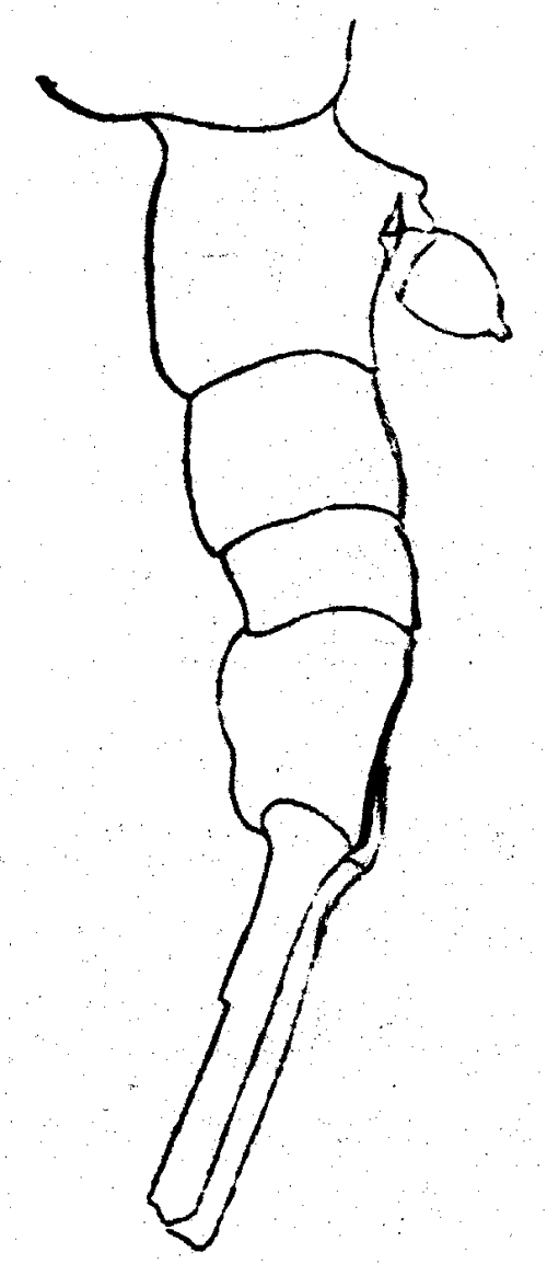 Espce Lucicutia maxima - Planche 5 de figures morphologiques