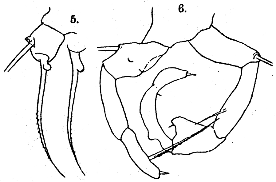 Species Acartia (Odontacartia) pacifica - Plate 7 of morphological figures