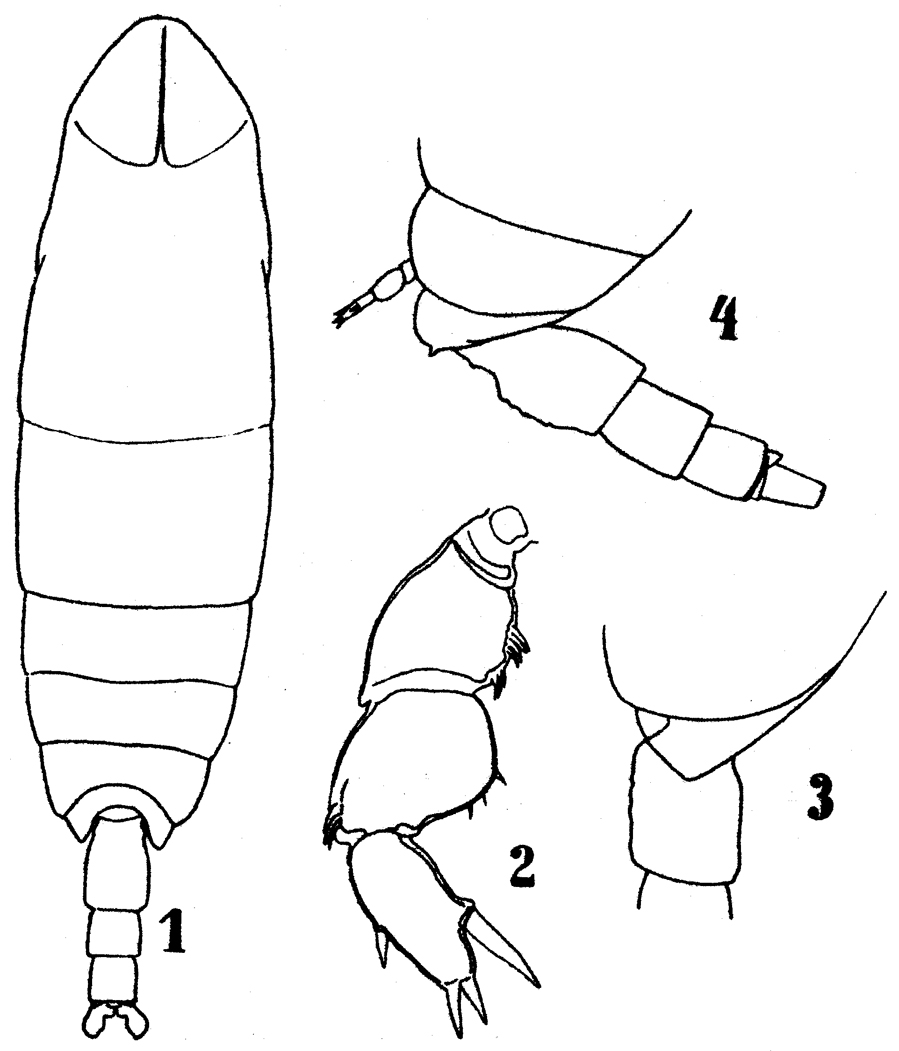 Espce Cephalophanes refulgens - Planche 3 de figures morphologiques