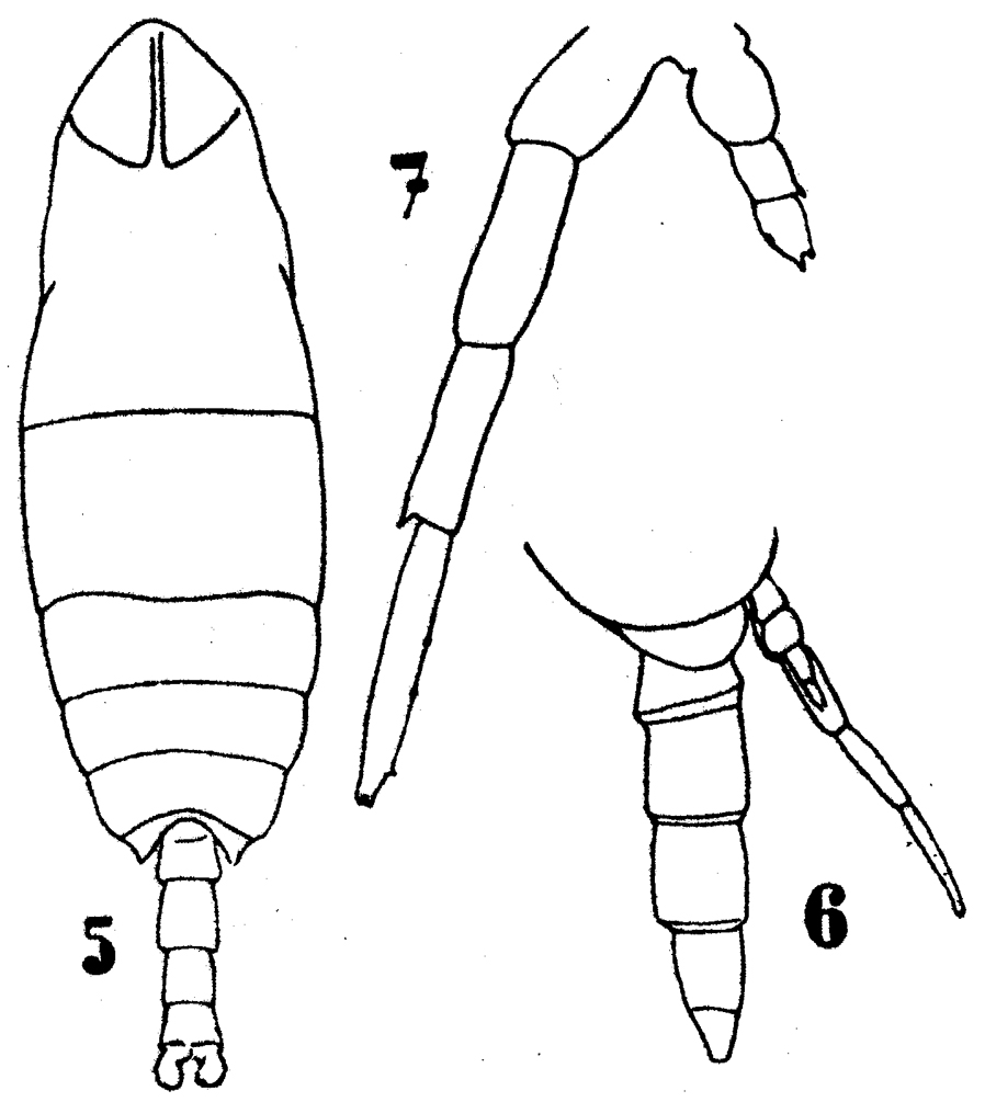 Species Cephalophanes refulgens - Plate 4 of morphological figures