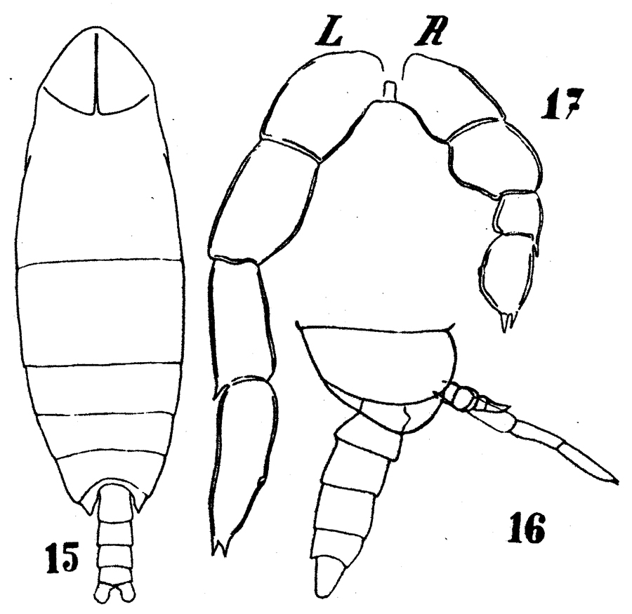 Species Cephalophanes frigidus - Plate 6 of morphological figures