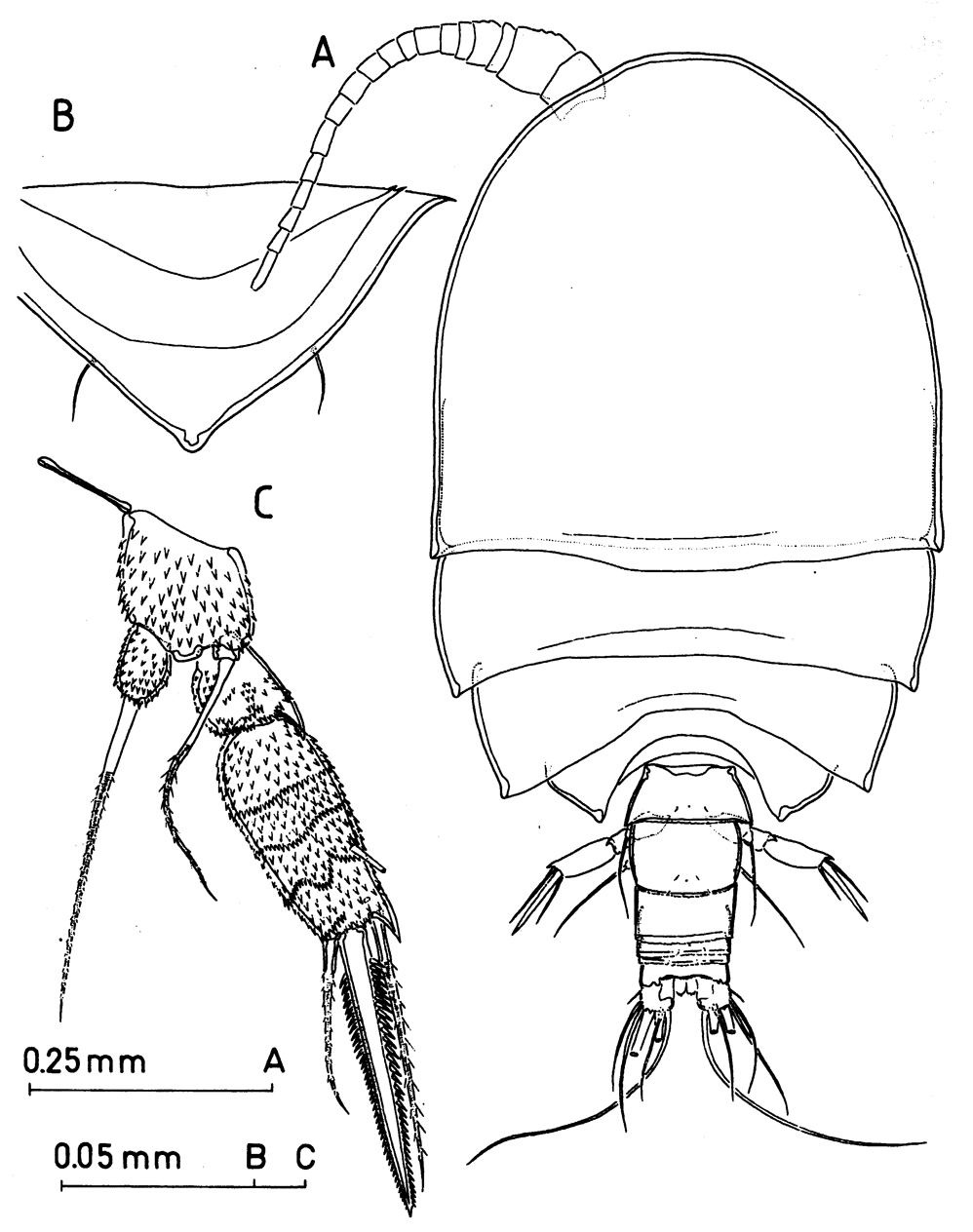 Espèce Misophriopsis australis - Planche 1 de figures morphologiques