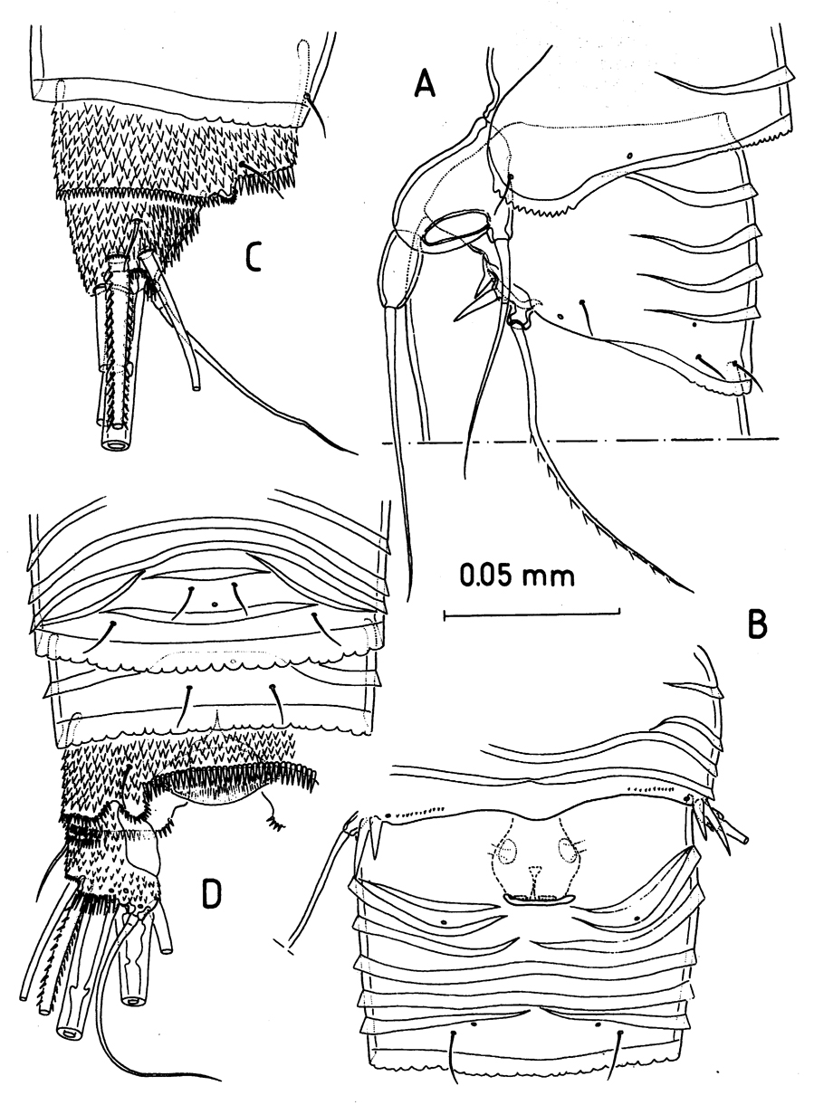 Espèce Misophriopsis australis - Planche 2 de figures morphologiques
