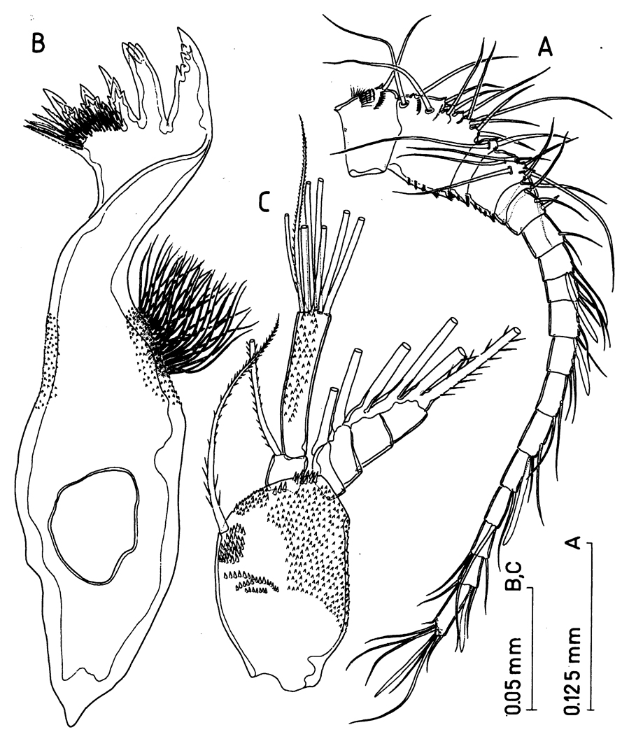 Espèce Misophriopsis australis - Planche 3 de figures morphologiques