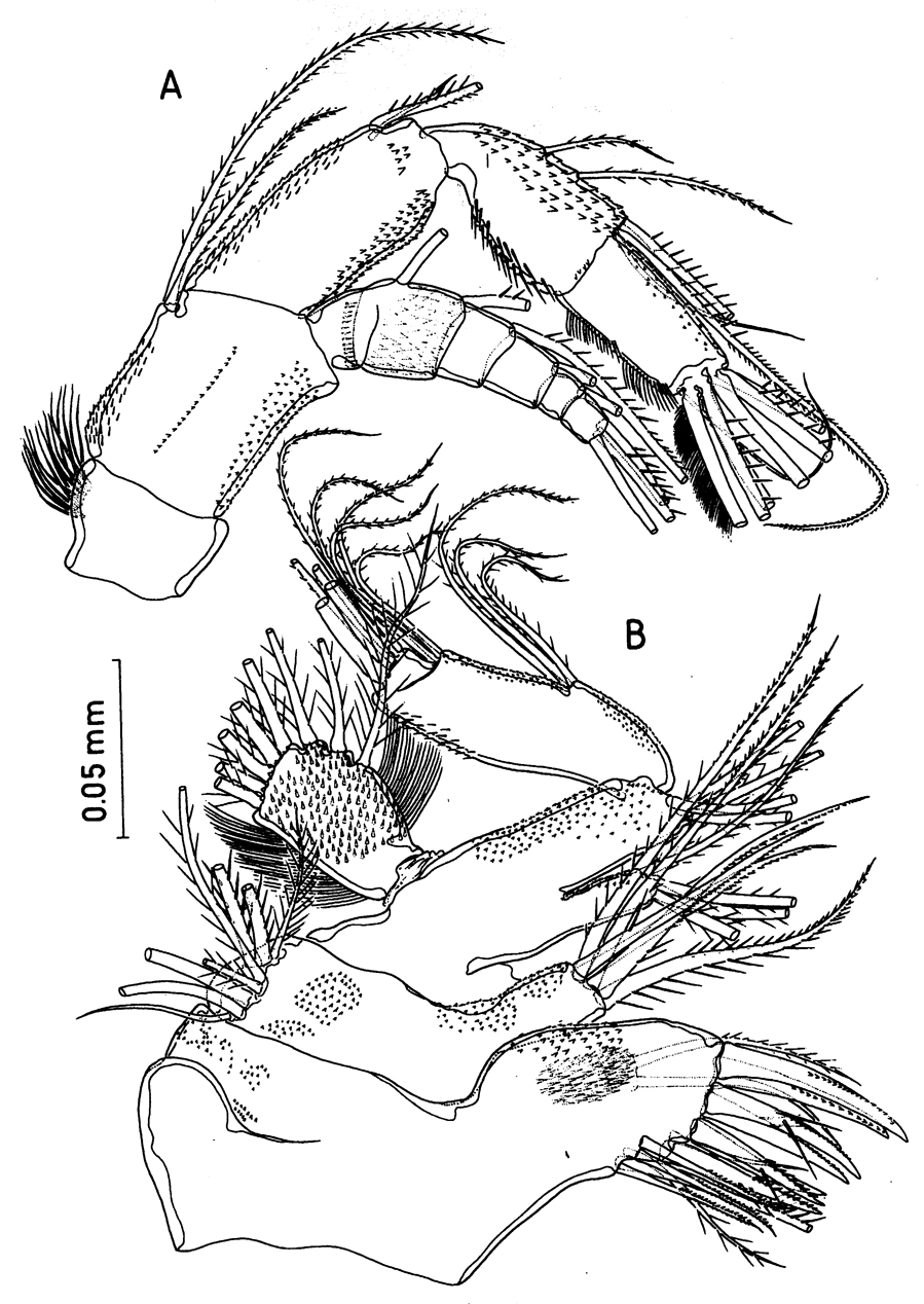 Espèce Misophriopsis australis - Planche 4 de figures morphologiques