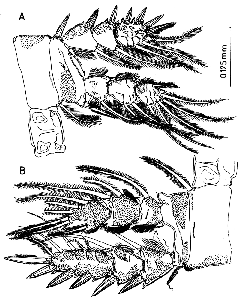 Espèce Misophriopsis australis - Planche 6 de figures morphologiques