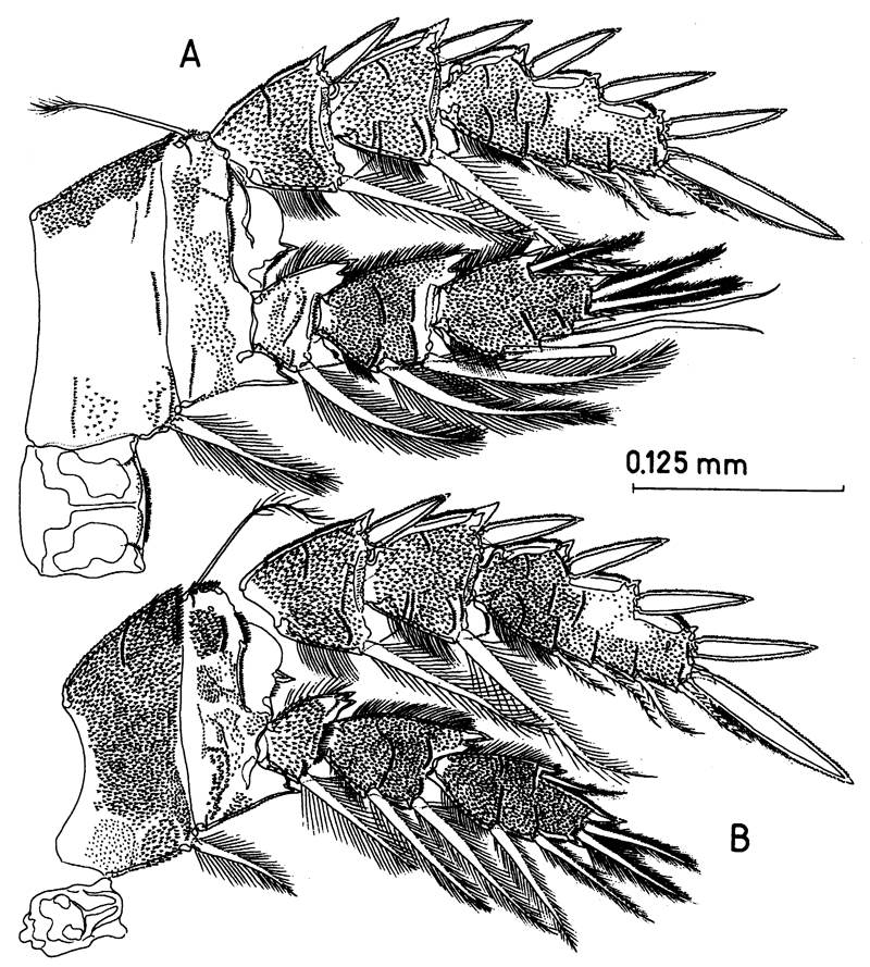 Espèce Misophriopsis australis - Planche 7 de figures morphologiques