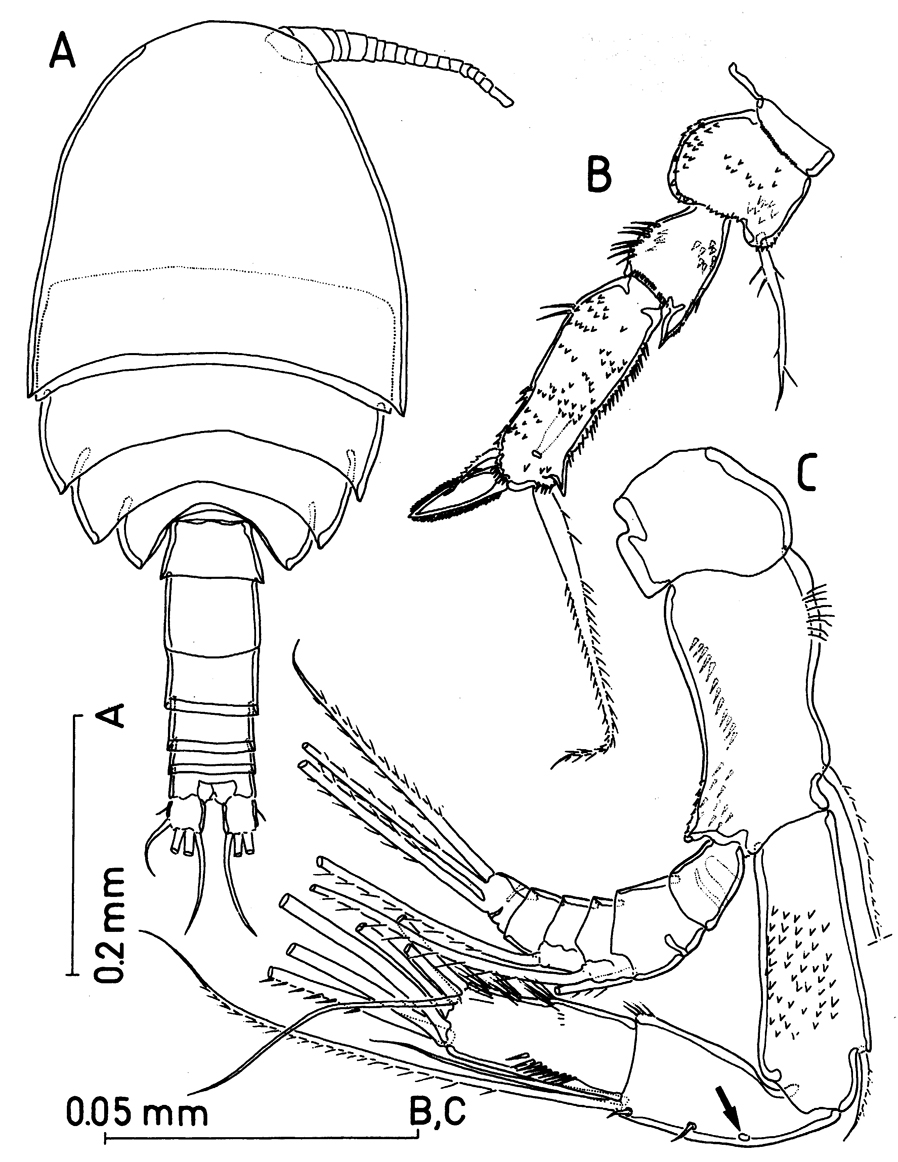 Espèce Misophriella schminkei - Planche 1 de figures morphologiques