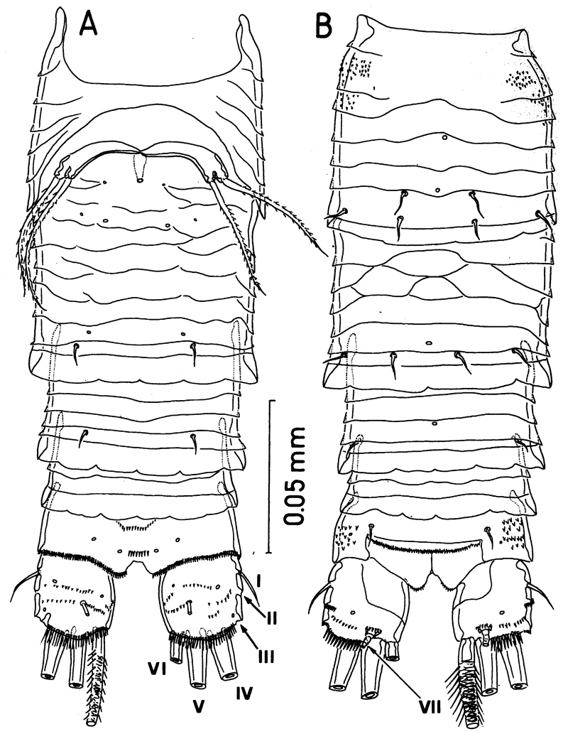 Espèce Misophriella schminkei - Planche 2 de figures morphologiques