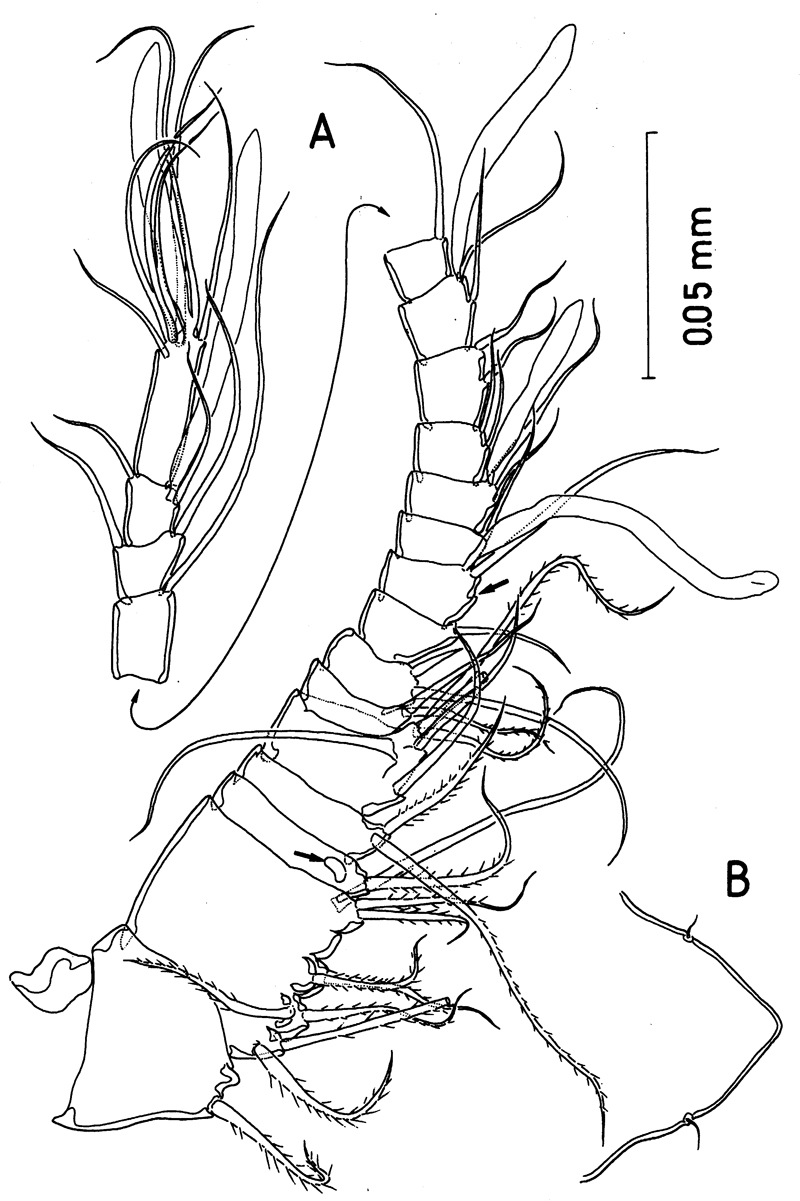 Espèce Misophriella schminkei - Planche 3 de figures morphologiques