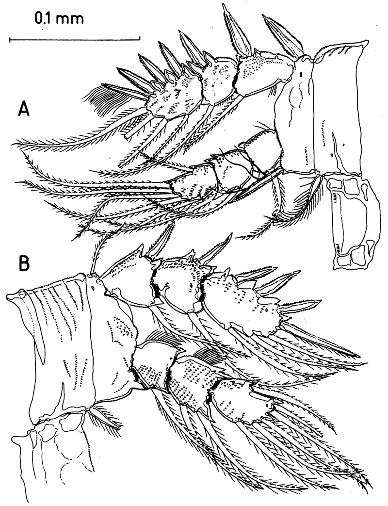 Espèce Misophriella schminkei - Planche 6 de figures morphologiques