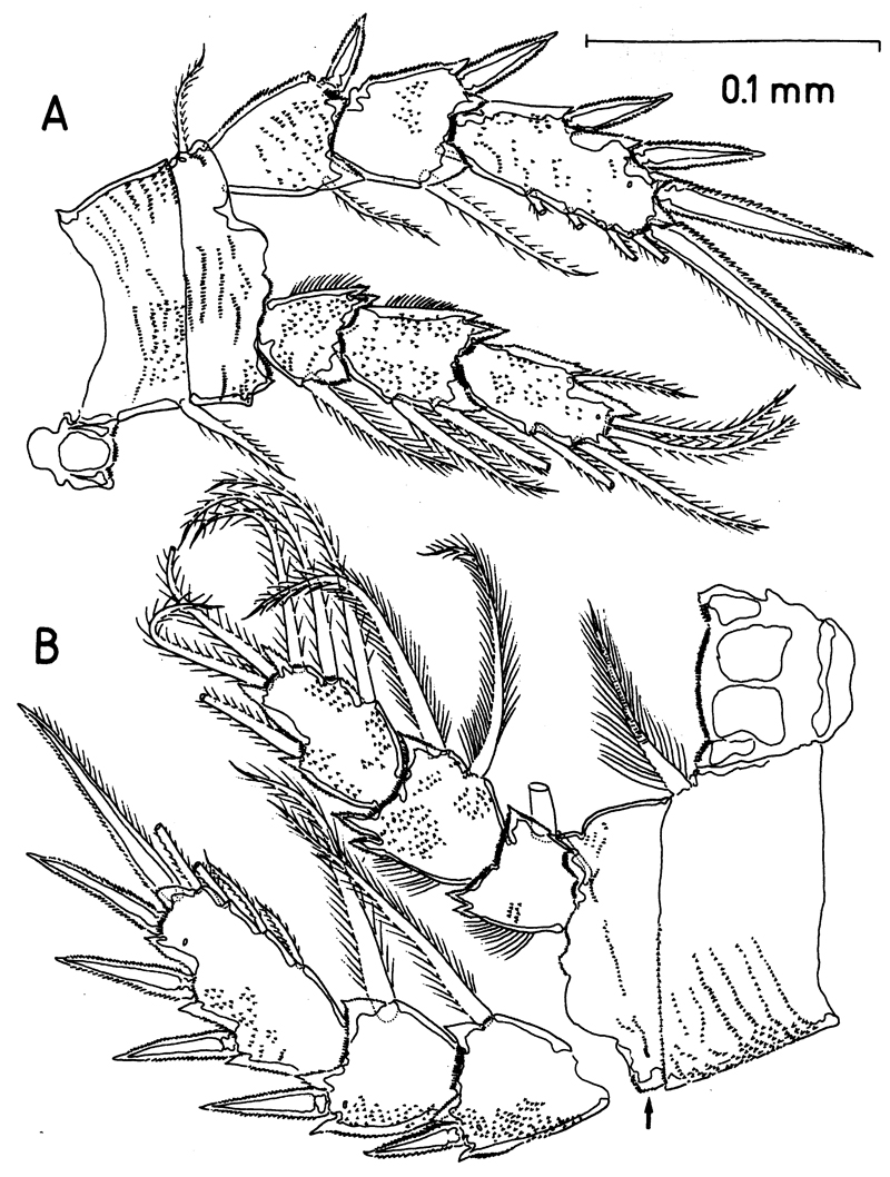 Espèce Misophriella schminkei - Planche 7 de figures morphologiques