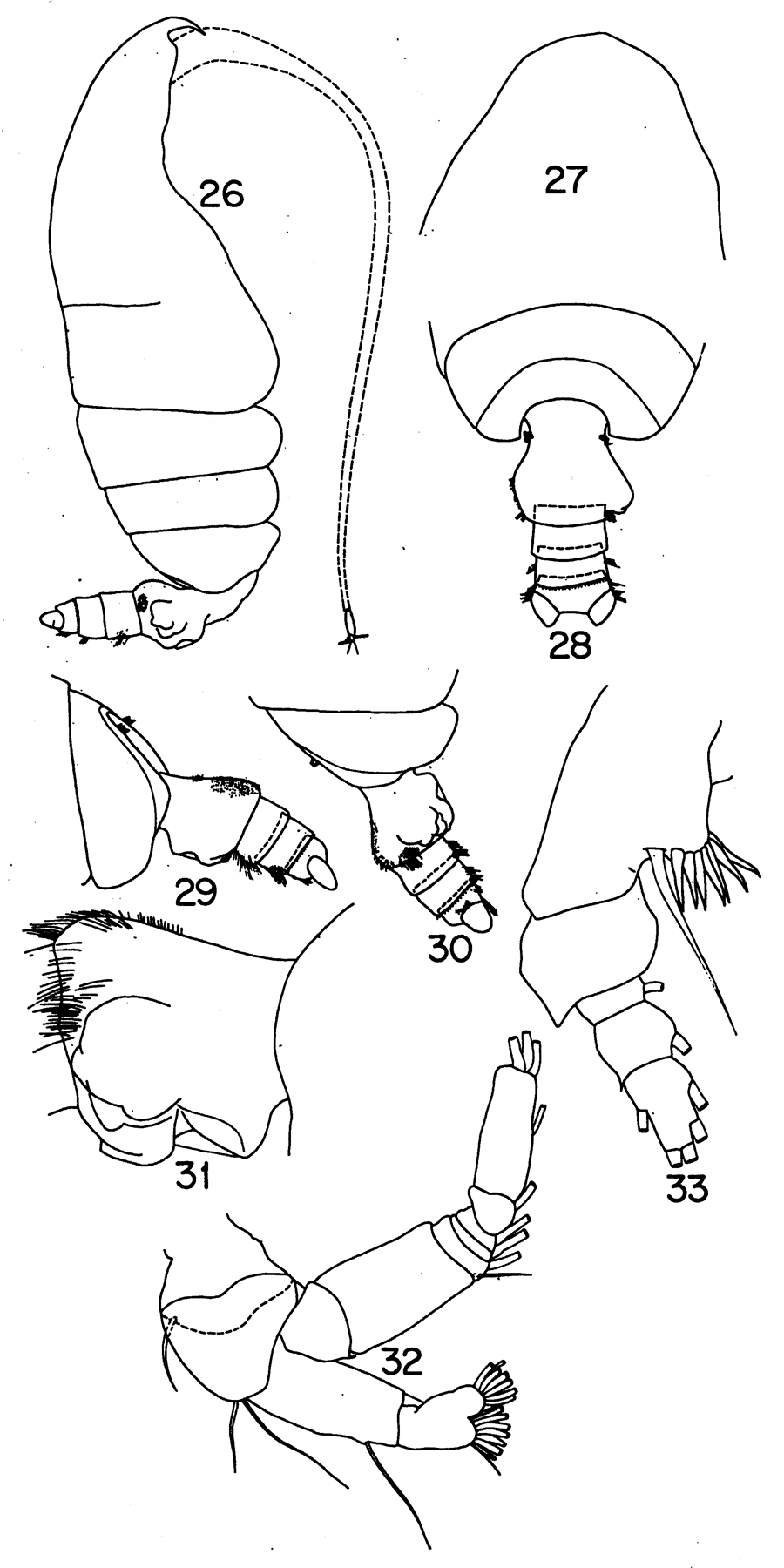 Species Pseudochirella mawsoni - Plate 15 of morphological figures