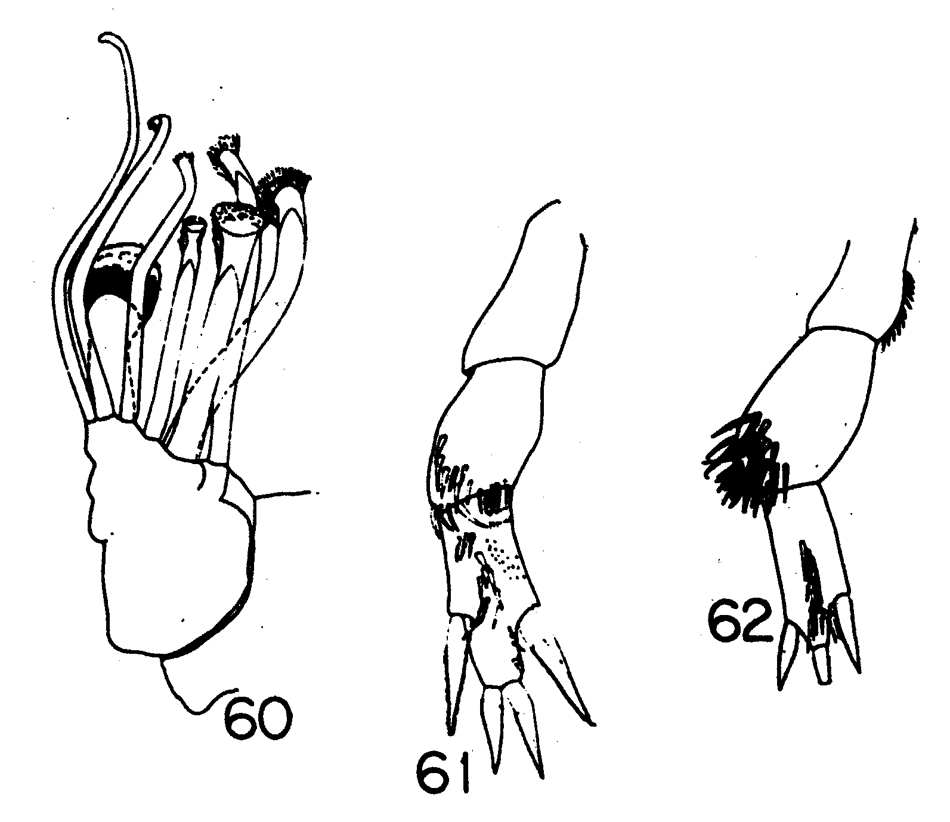 Species Xanthocalanus pinguis - Plate 6 of morphological figures