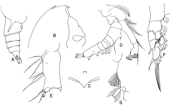 Species Gaetanus armiger - Plate 1 of morphological figures
