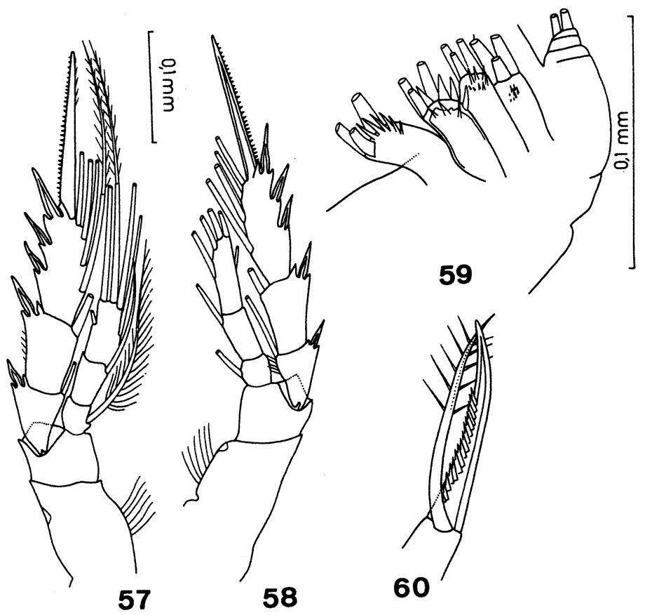 Species Paracomantenna gracilis - Plate 3 of morphological figures