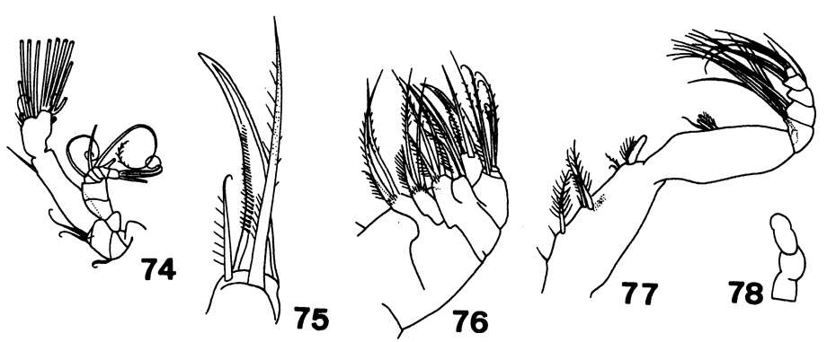 Species Comantenna curtisetosa - Plate 3 of morphological figures