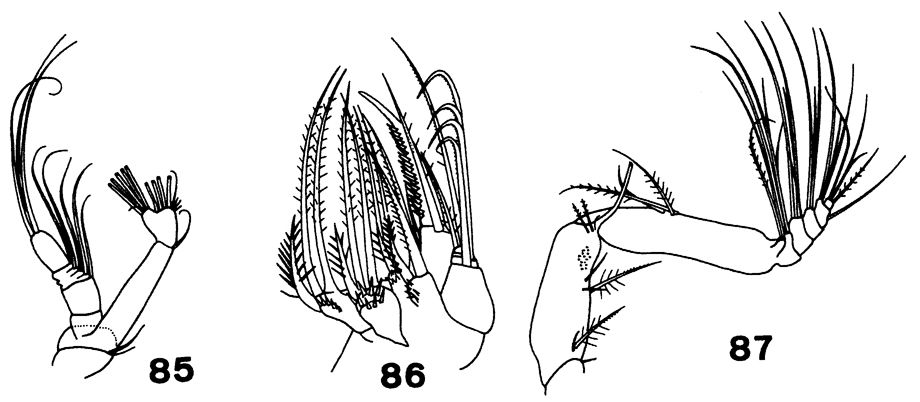 Espce Paracomantenna gracilis - Planche 4 de figures morphologiques