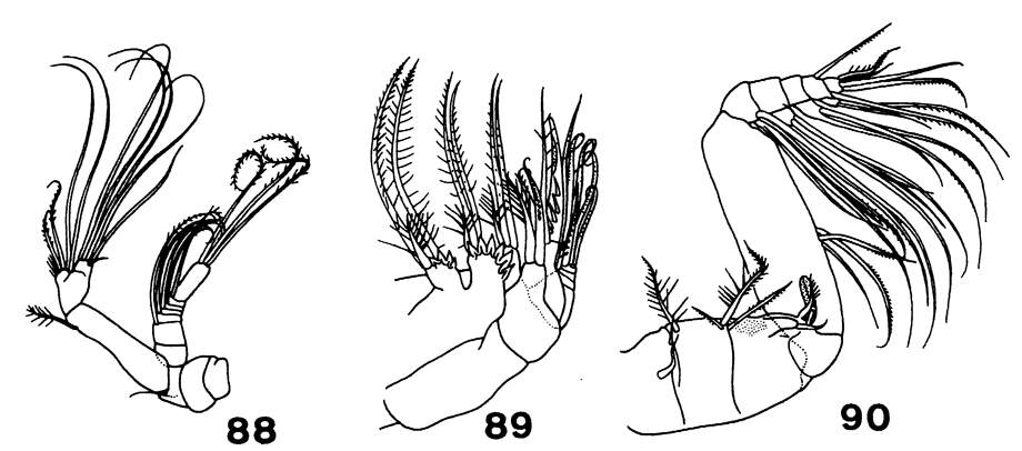 Species Paracomantenna magalyae - Plate 4 of morphological figures