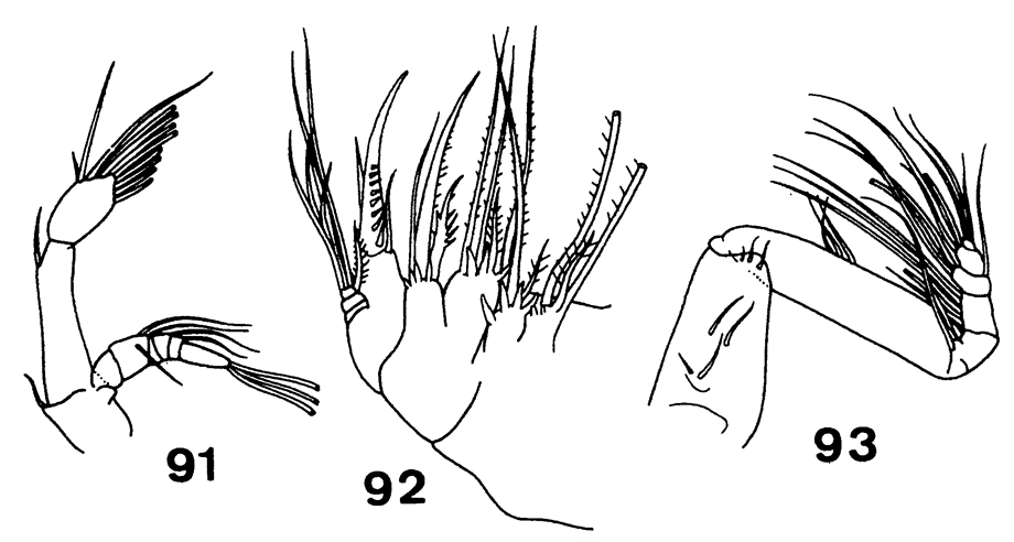 Espce Paracomantenna minor - Planche 3 de figures morphologiques