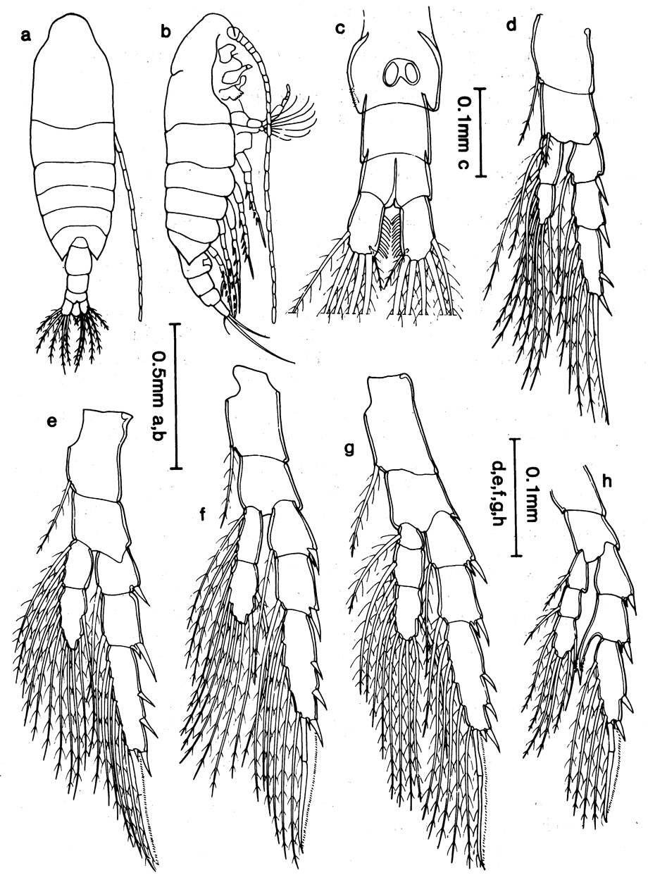 Espce Centropages halinus - Planche 1 de figures morphologiques
