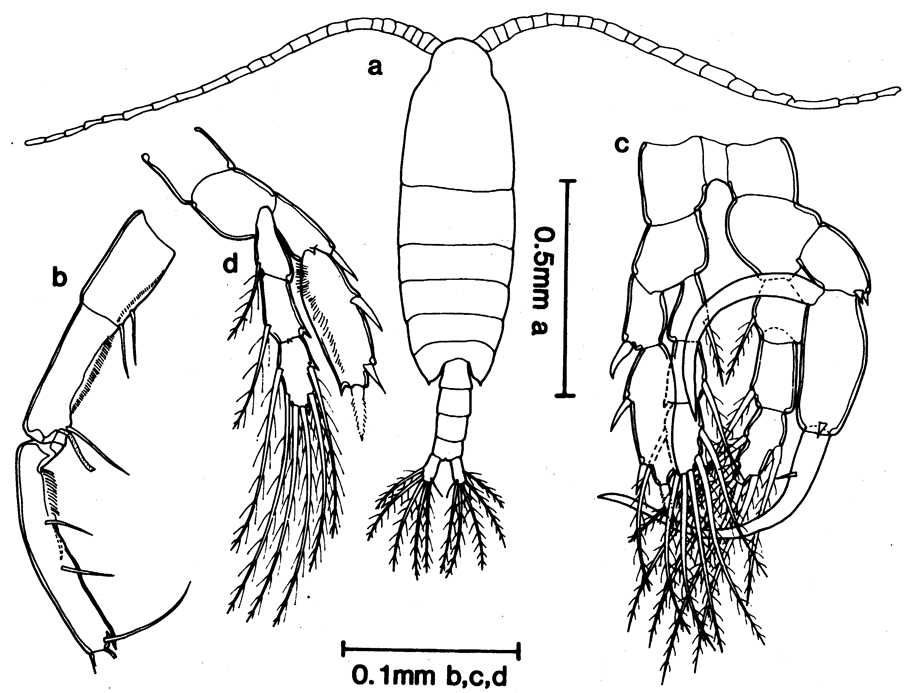 Espce Centropages halinus - Planche 2 de figures morphologiques