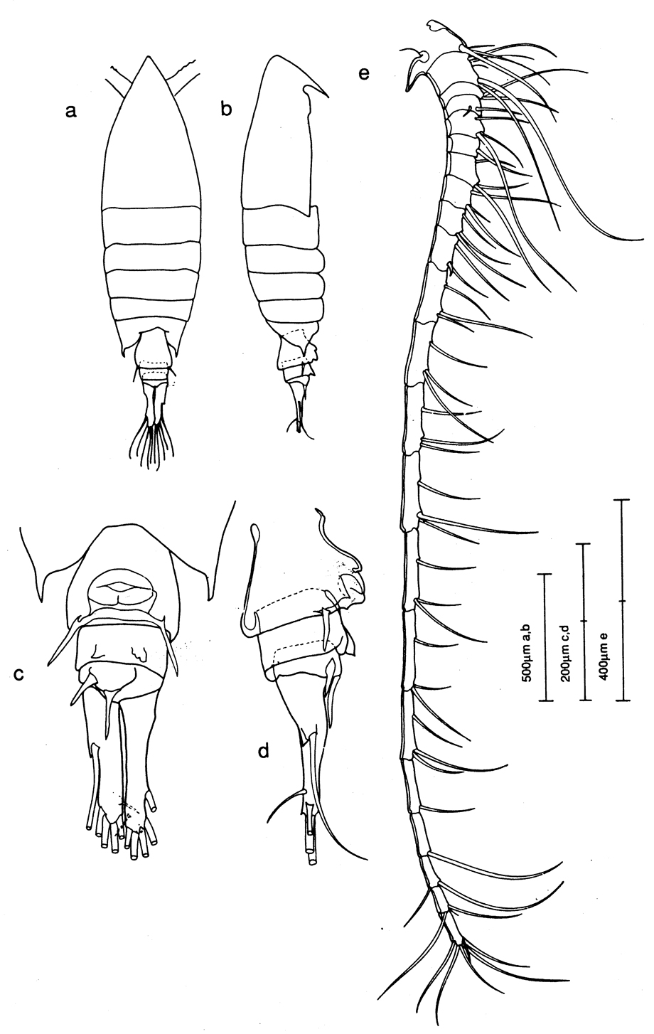 Espèce Centropages acutus - Planche 1 de figures morphologiques
