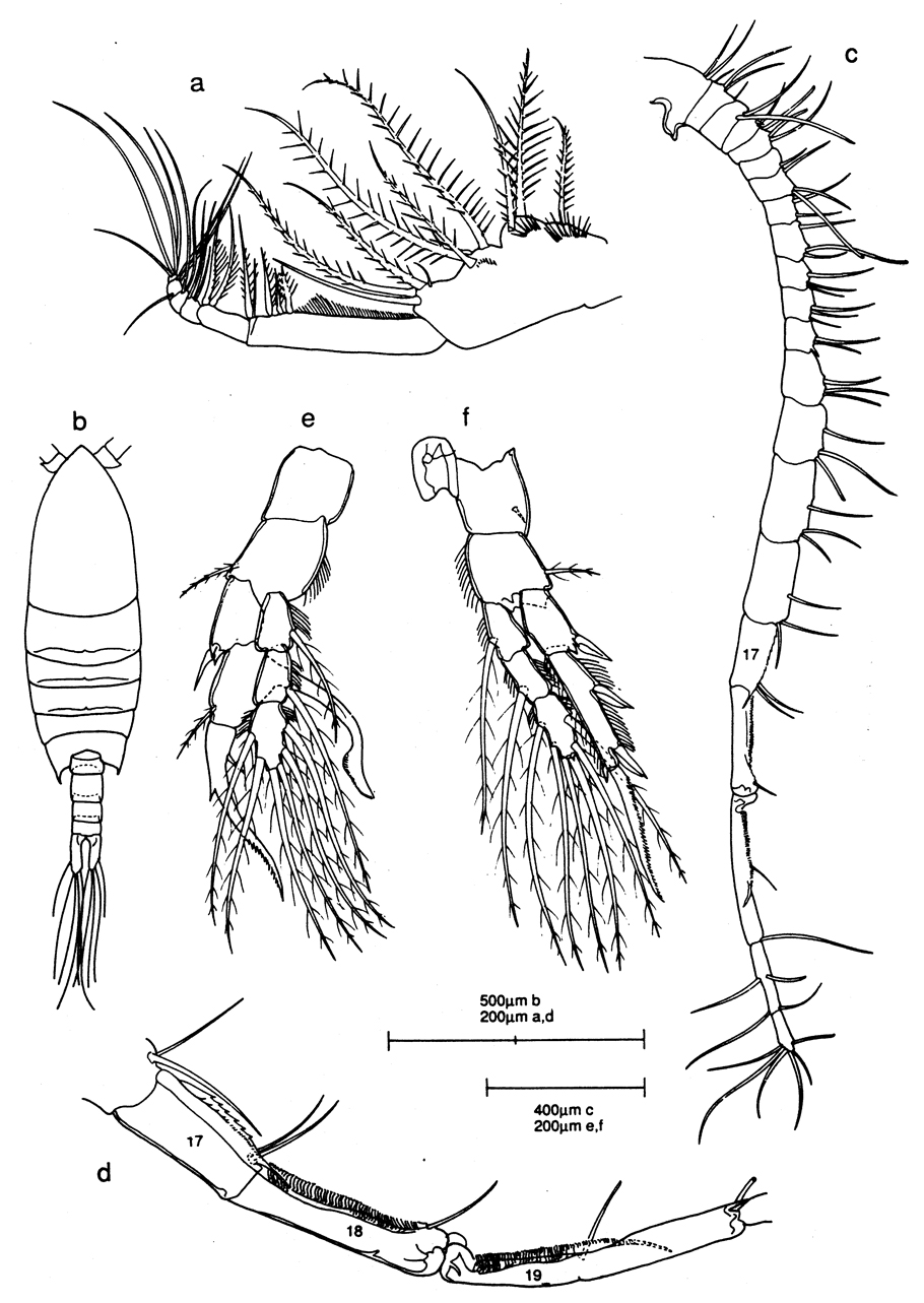 Espèce Centropages acutus - Planche 3 de figures morphologiques