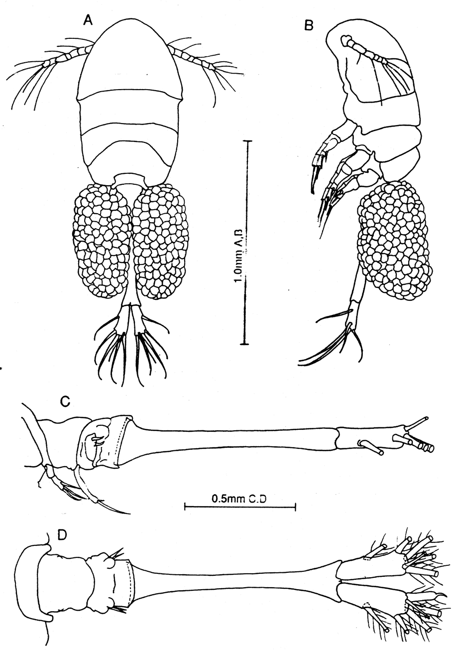 Espèce Australopsyllus fallax - Planche 1 de figures morphologiques