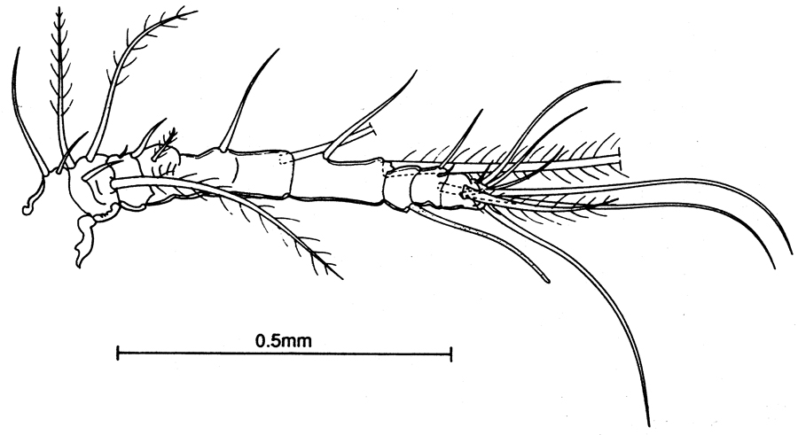 Espèce Australopsyllus fallax - Planche 2 de figures morphologiques
