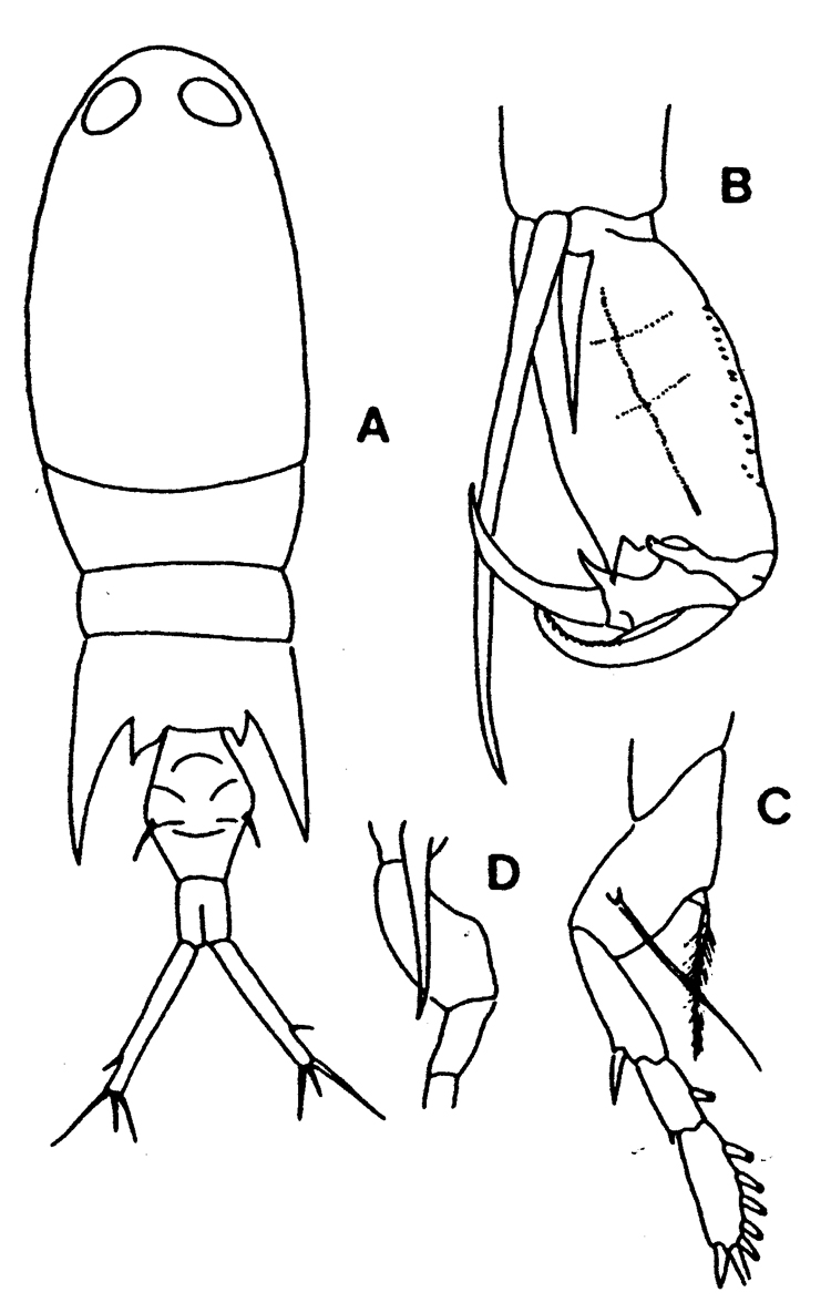 Species Corycaeus (Corycaeus) speciosus - Plate 16 of morphological figures