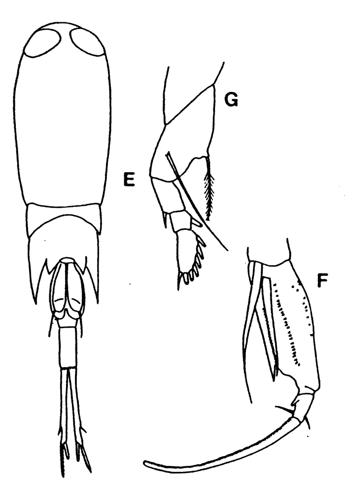 Species Corycaeus (Corycaeus) speciosus - Plate 17 of morphological figures