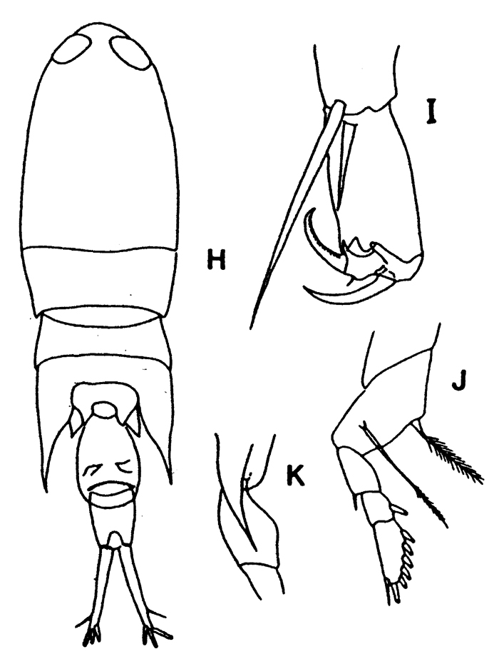 Espce Corycaeus (Corycaeus) crassiusculus - Planche 13 de figures morphologiques